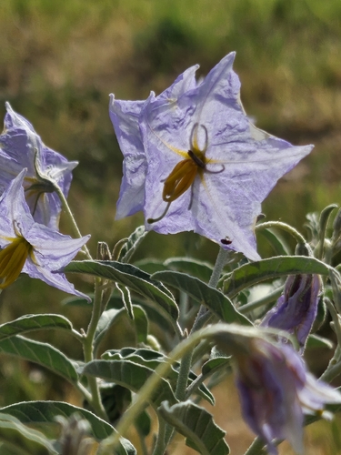silverleaf nightshade