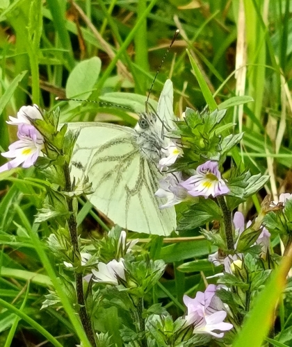 Green-veined White
