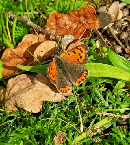Small Copper