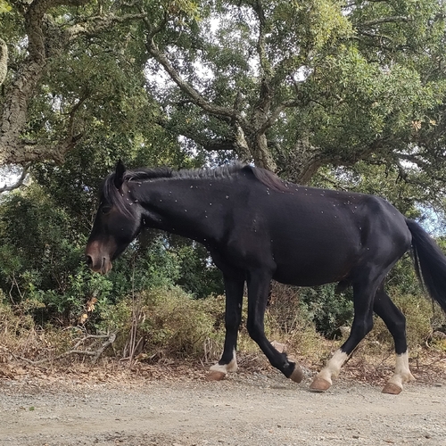Domestic Horse