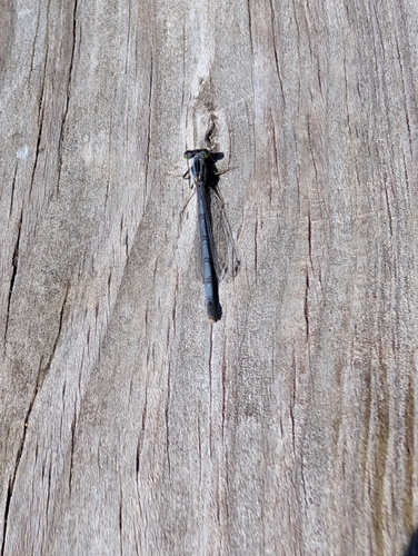 Eastern Forktail