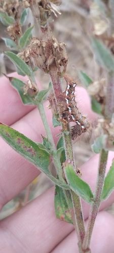 Knot Grass Moth