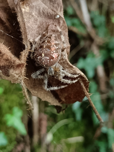 Cross Orbweaver