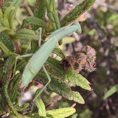 Mediterranean Mantis
