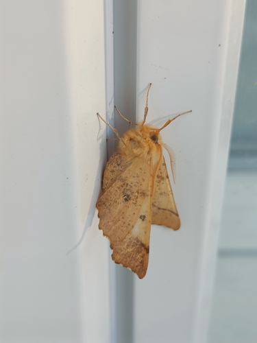Large Thorn