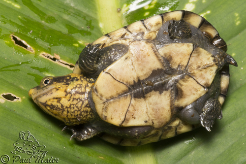 White-lipped Mud Turtle
