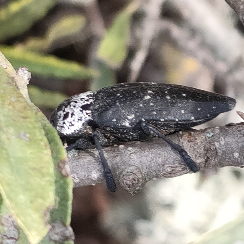 Flat-headed Root-borer