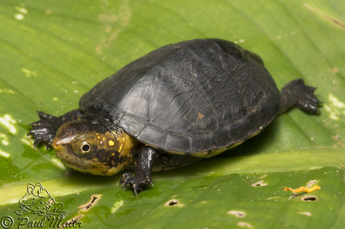 White-lipped Mud Turtle