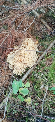 Cauliflower Fungus