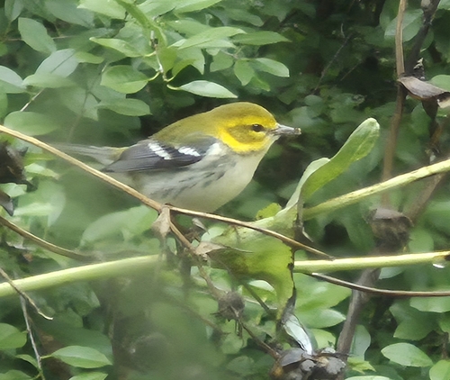 Black-throated Green Warbler