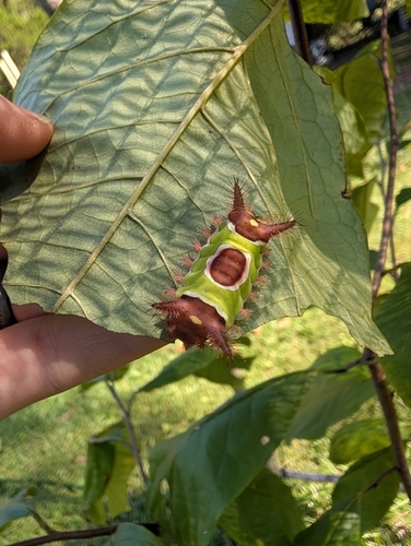 Saddleback Caterpillar Moth