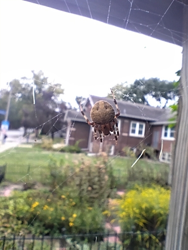 Spotted Orbweaver