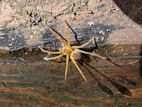 Six-spotted Fishing Spider