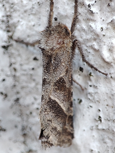 Triodia amasinus