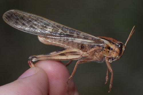 Migratory Locust