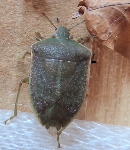 Southern Green Stink Bug