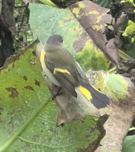 American Redstart