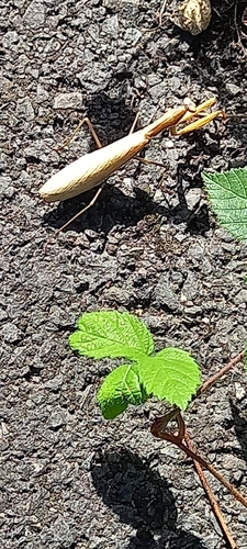 European Mantis