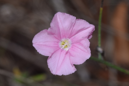 Cantabrican morning glory