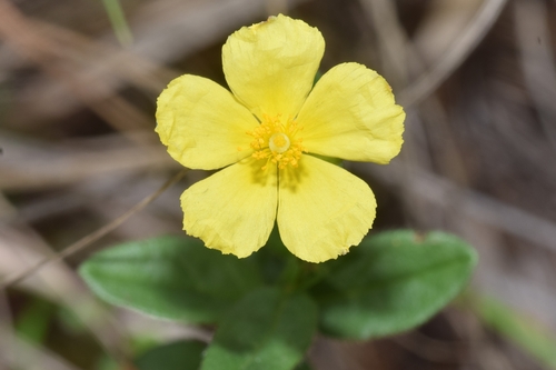 Common Rock-rose