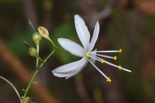 Branched St Bernard's Lily