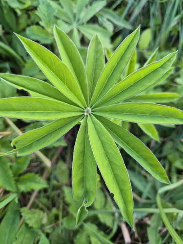 Large-leaved lupine