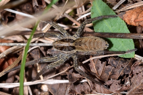 Radiated Wolf Spider