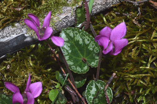 European Cyclamen