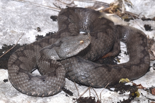 Long-nosed Viper