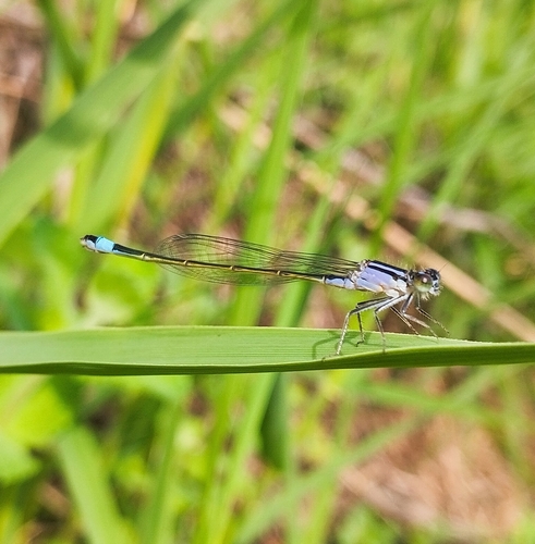 Blue-tailed Damselfly