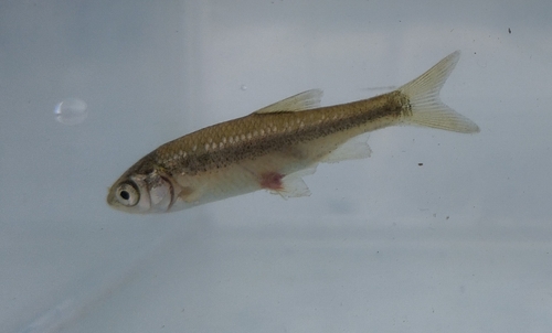 Italian Riffle Dace