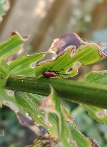 Lily Leaf Beetle