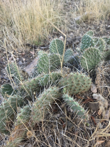Plains Pricklypear