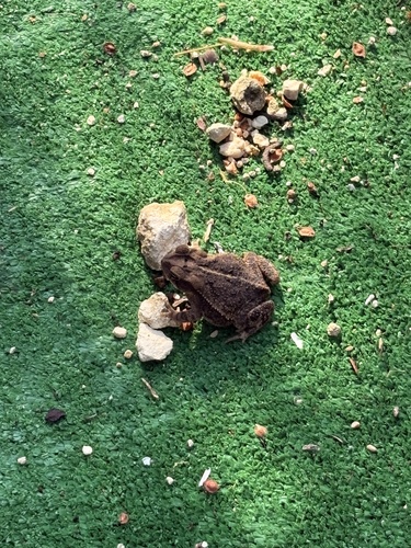 Gulf Coast Toad