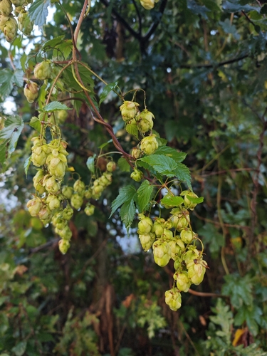 common hops