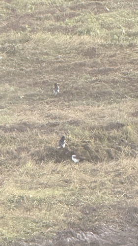 Eurasian Magpie