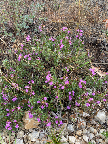 Satureja subspicata