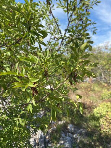 Manna ash