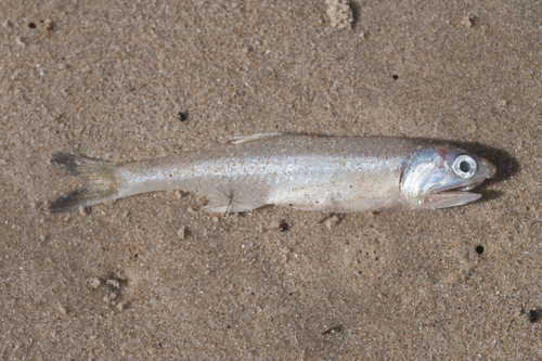 Atlantic Sabretooth Anchovy