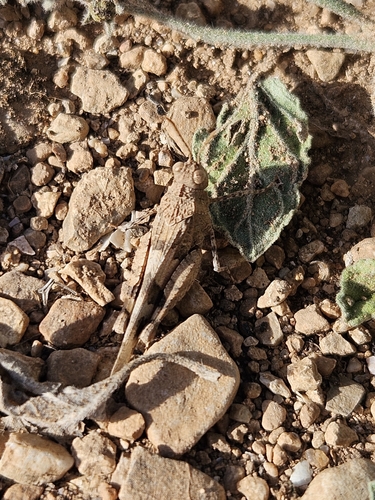 Oedipoda mauritanica