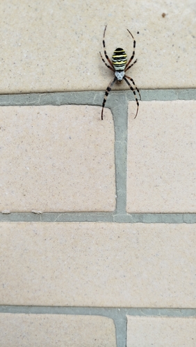 Wasp Spider