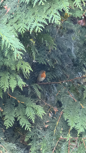 European Robin