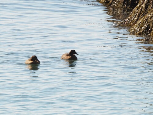 Common Eider