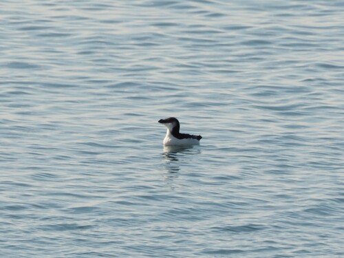 Razorbill