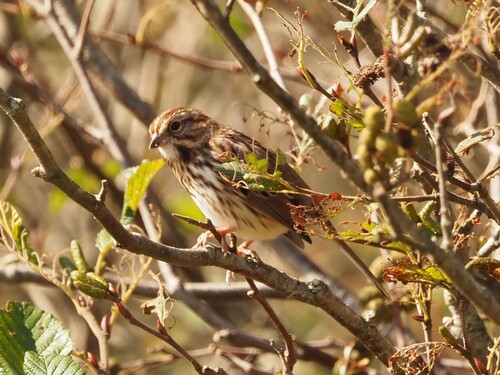 Song Sparrow