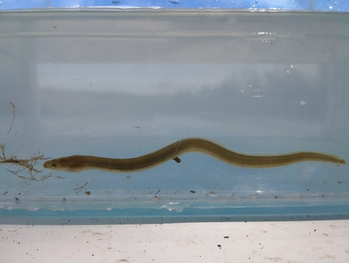 European Eel