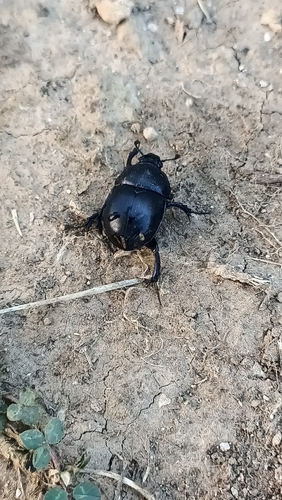 Thorectes intermedius