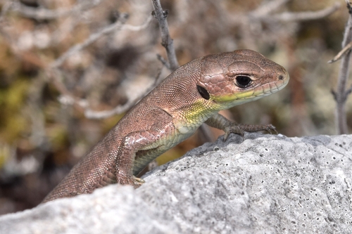 Green Lizard