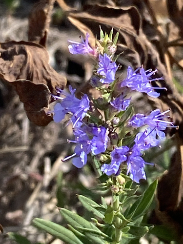 Hyssop
