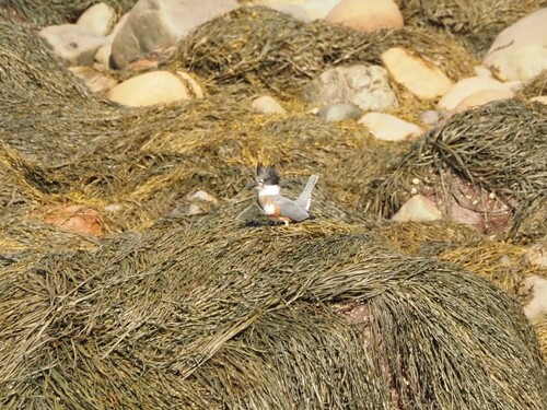 Belted Kingfisher